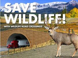 Save Wildlife!