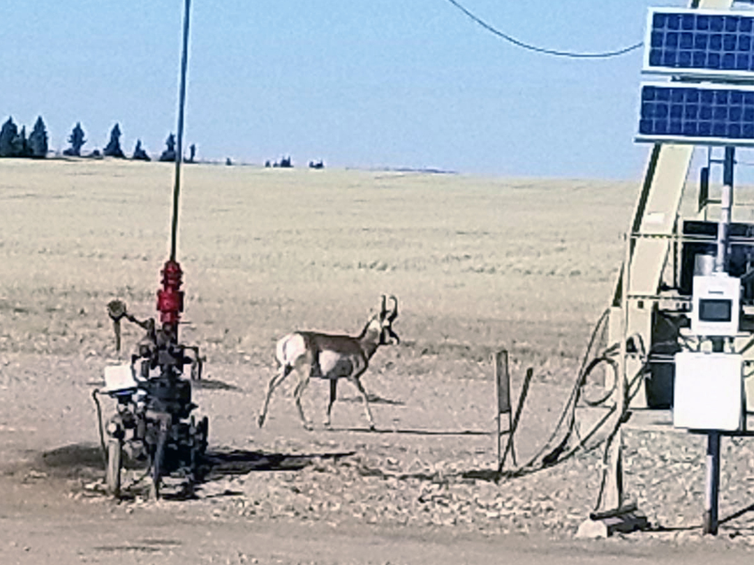 Pronghorn buck making his daily rounds in the oilpatch
