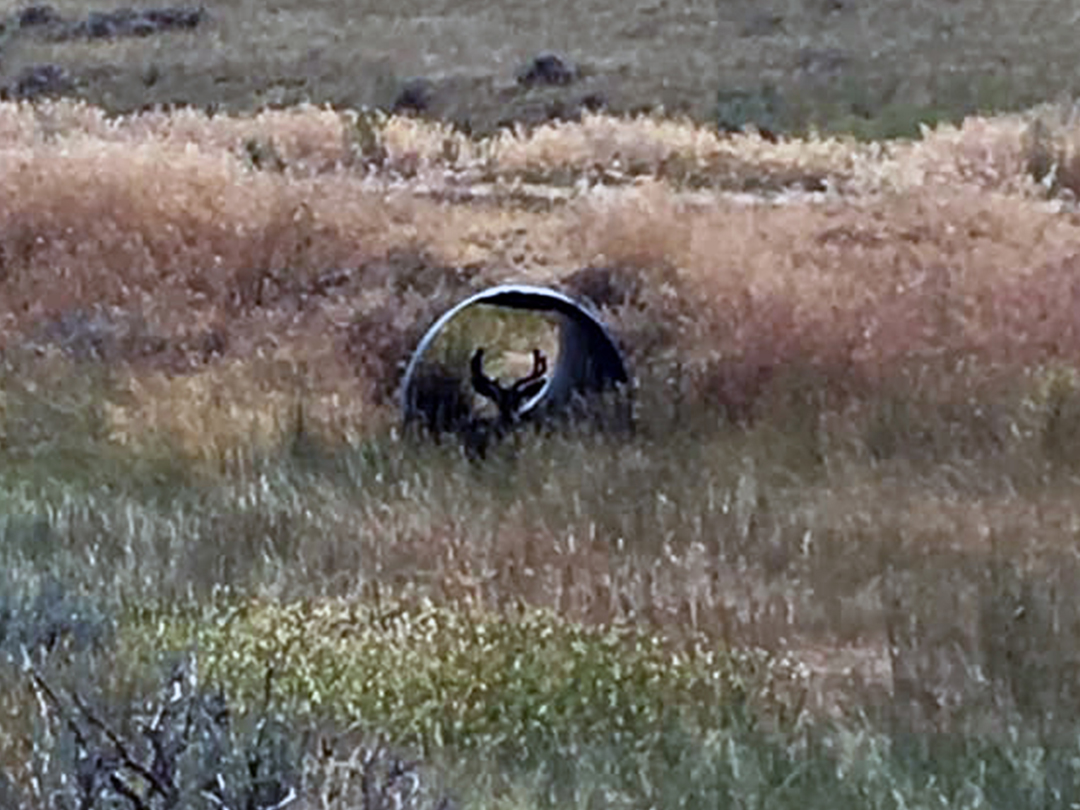 Mule deer buck found a safe and cool place to hide inside this oilfield access road drainage pipe
