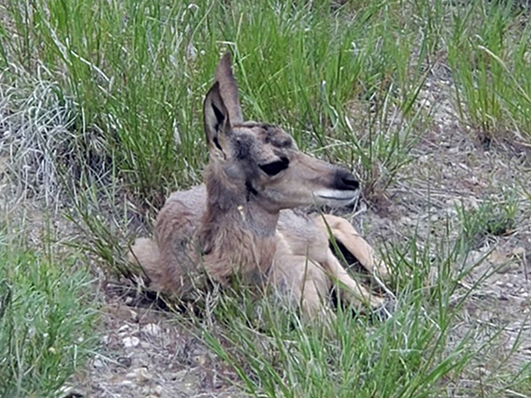 Pronghorn fawn resting on a reclaimed pipeline right-of-way