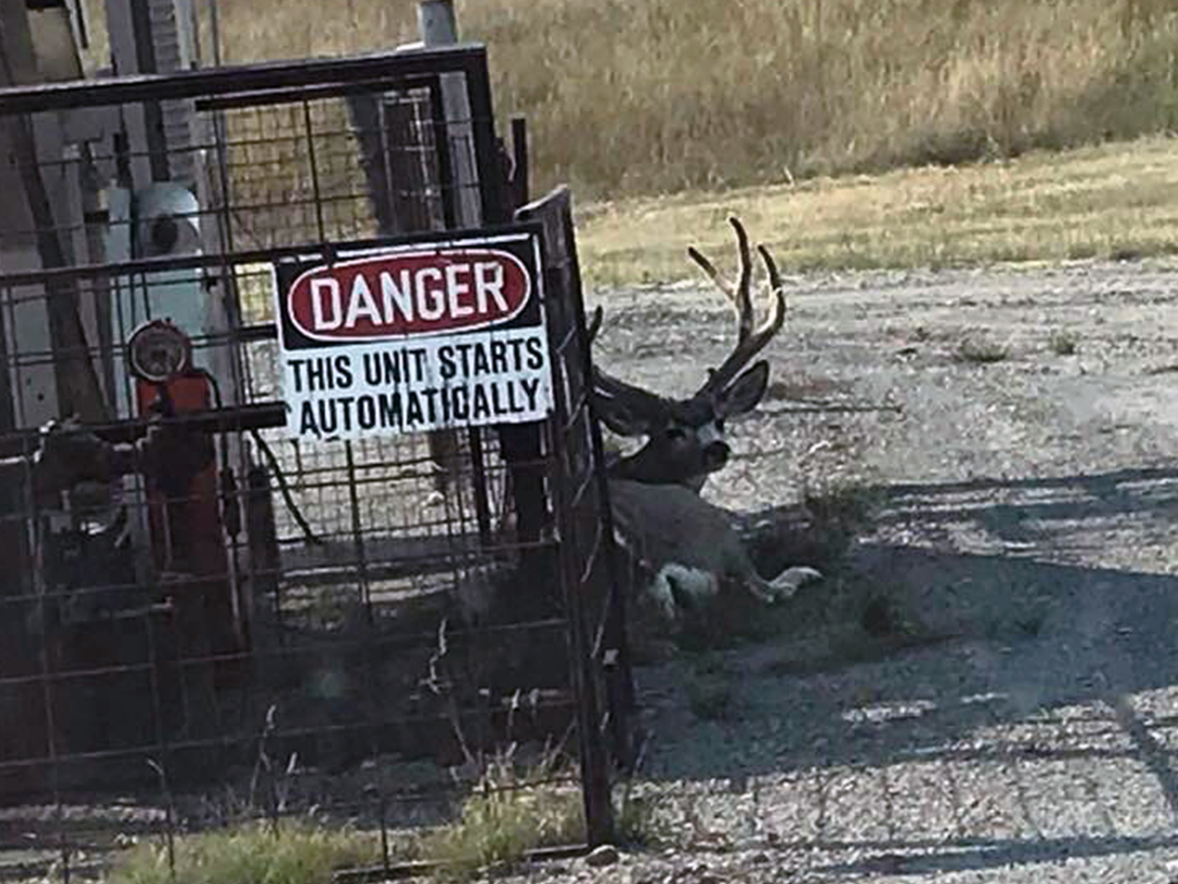 Mule deer buck enjoying the shade of a producing oil well