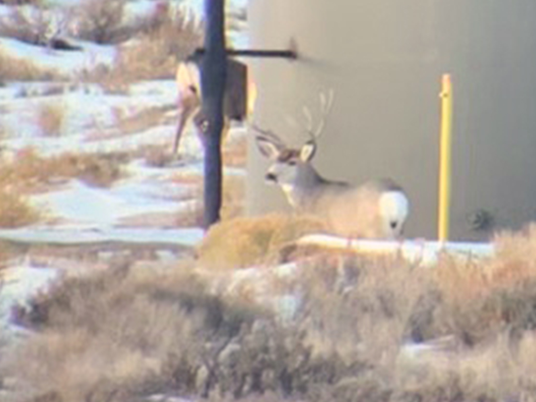 Mule deer bucks feeding around oil storage tanks