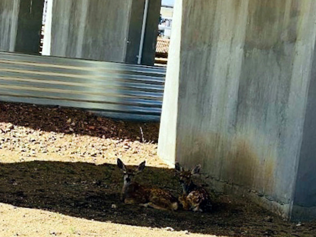 Mule deer twin fawns enjoying the shade of huge natural gas processing vessels