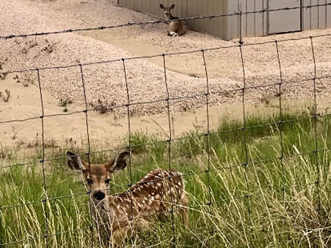 Mule deer Doe watching over her fawn from a comfortable shady spot next to an oilfield production building