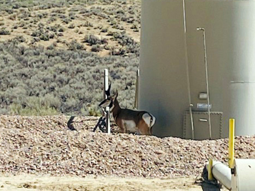 Pronghorn buck preparing to take an afternoon nap next to a oil production tank