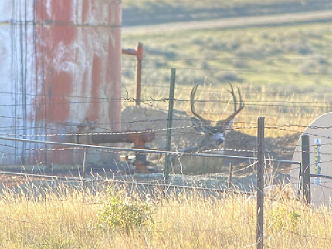 Mule deer buck enjoying the shade of a decades old oil storage tank