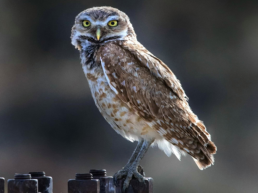 Burrowing Owl enjoying his perch on top of a pipeline riser