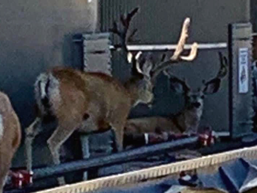 Group of mature bachelor Mule deer bucks seeking the shade of an oil tank storage site