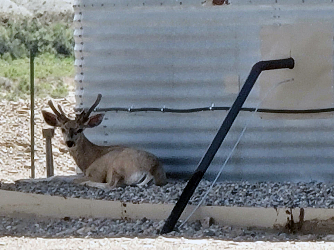 Even the young Mule deer bucks learn from their mothers the benefit of shade that an oilwell provides