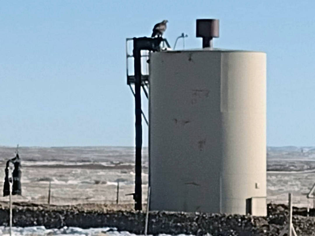 Golden Eagles perch upon oil storage tanks for rest and to look for prey