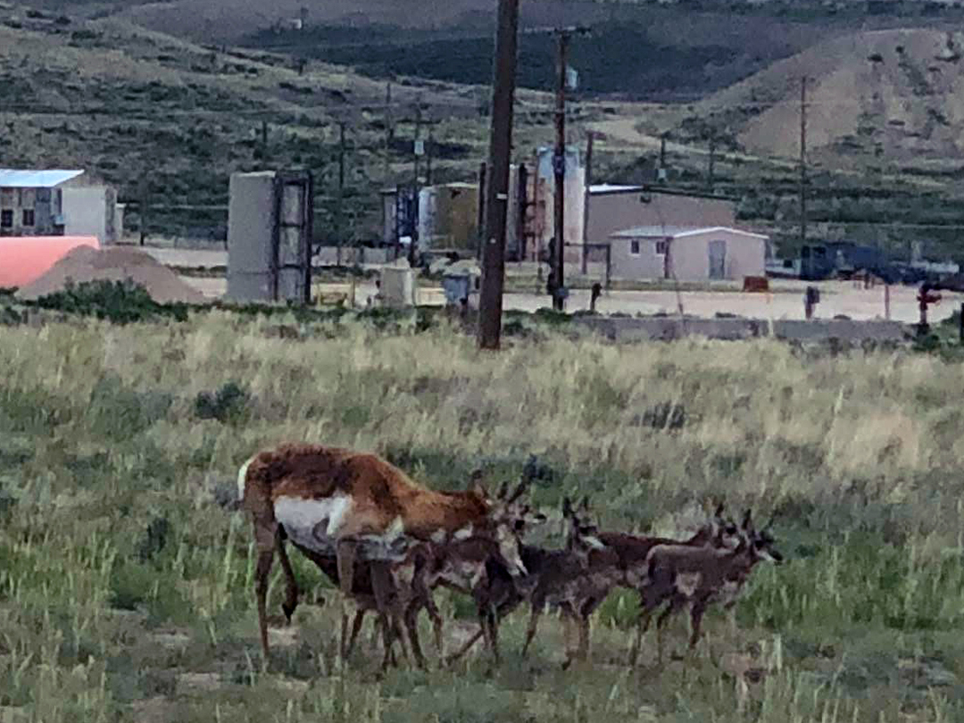 Two families of Pronghorn feeding near a compressor station