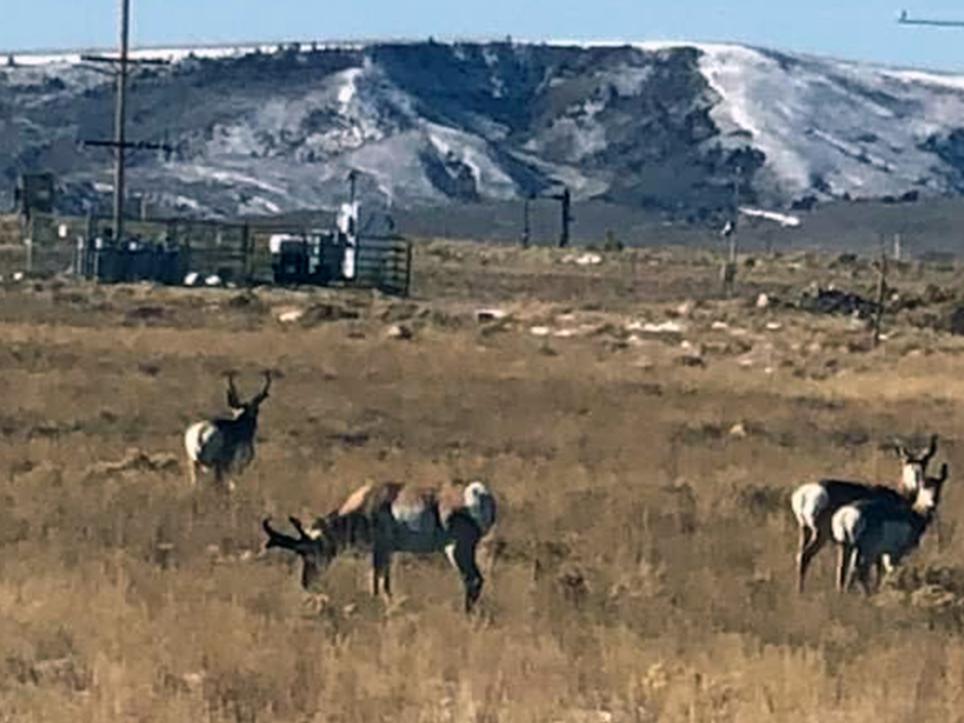 Group of Pronghorn feeding among the oilfield