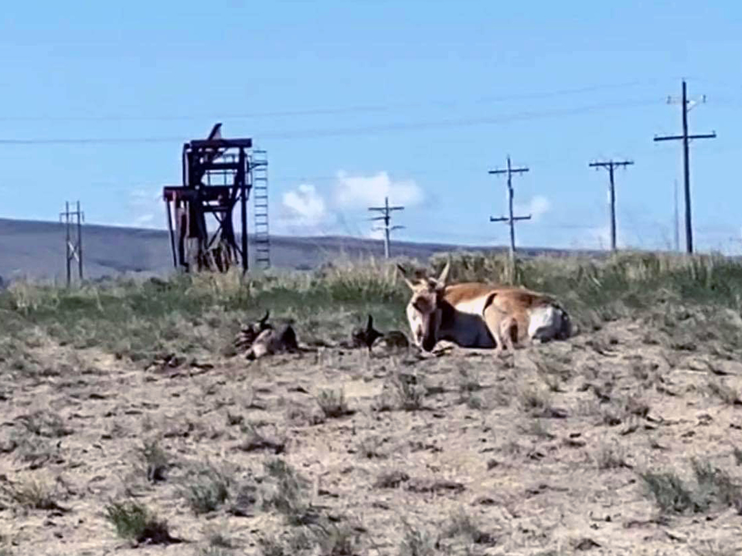 Pronghorn Doe and fawns resting near an oilwell