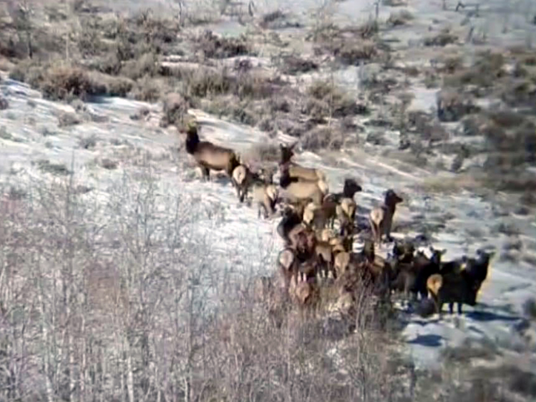 Herd of Elk wintering in the wellfield