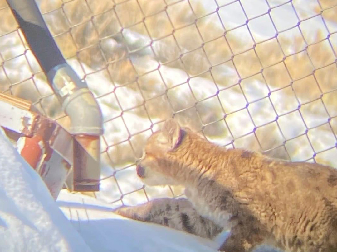 Mt Lion cubs find safety and food in an oilfield equipment storage yard