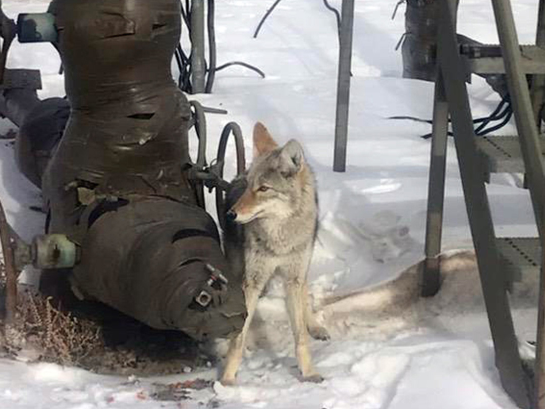Coyote hunting rodents that find sanctuary and warmth among oil & gas processing equipment