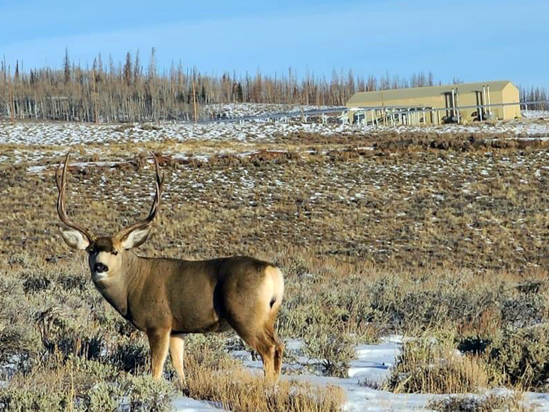 Mule deer buck wintering near an oilfield compressor station