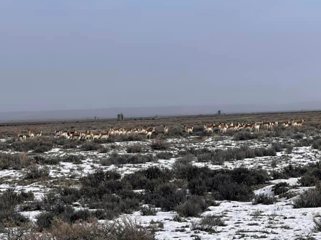 Wintering herd of pronghorn in the natural gas fields of SW Wyoming
