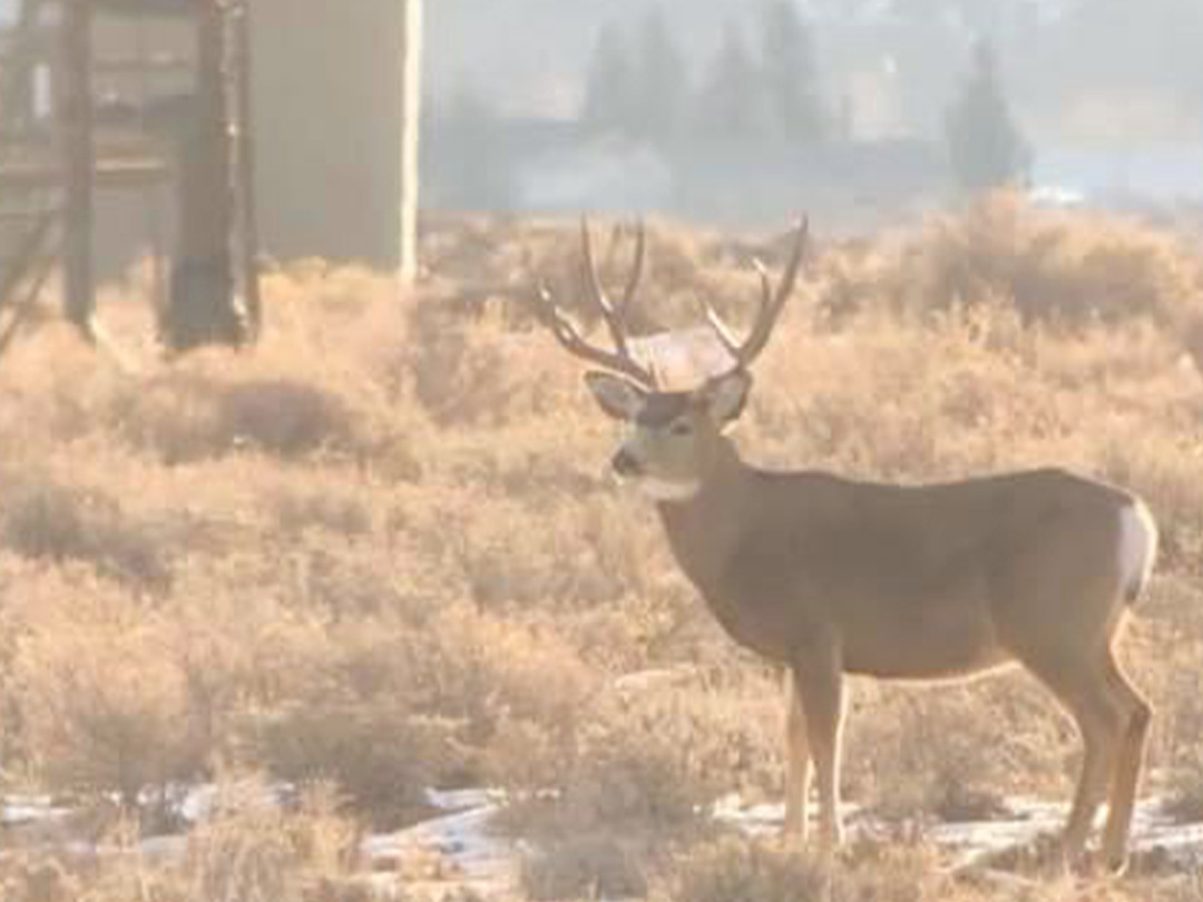 Mule deer buck wintering in the natural gas fields