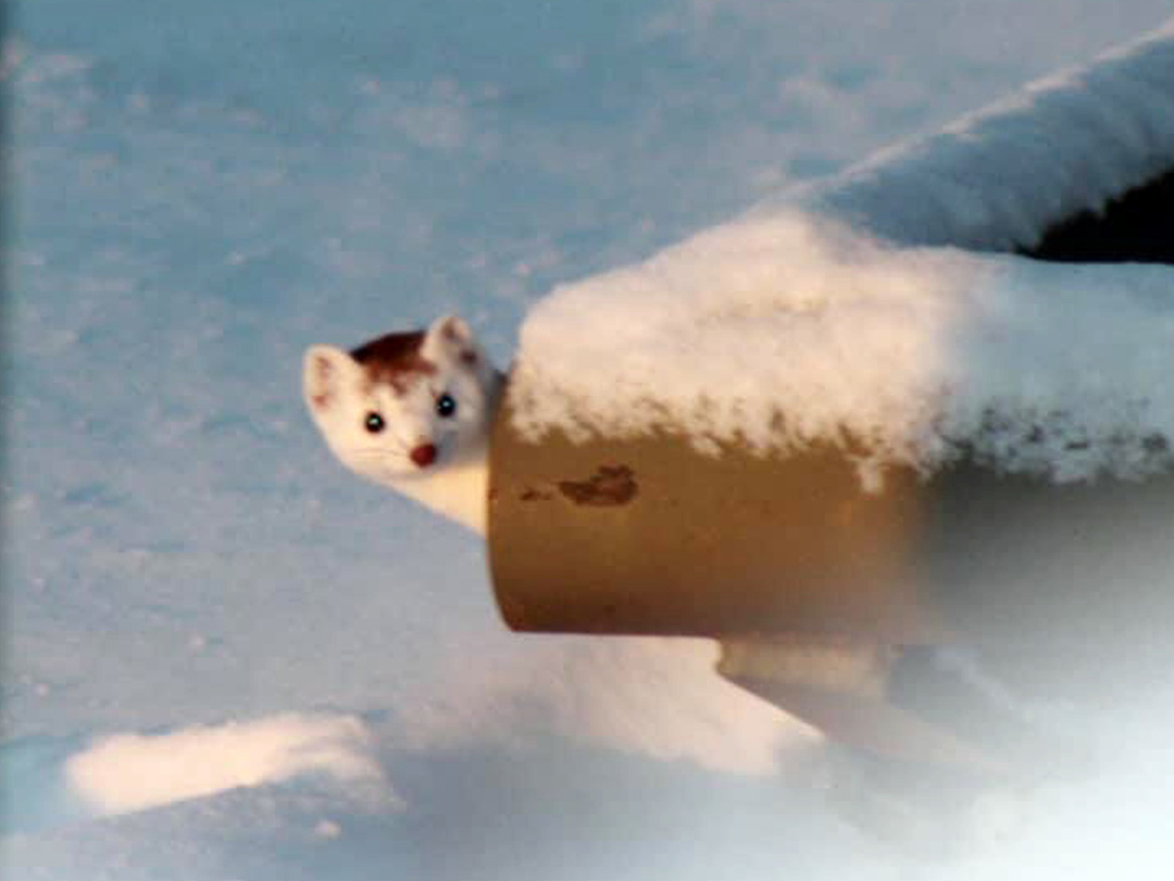 Long-tailed weasel known as “Ermine” when their coat turns white in winter, hunting for mice and rabbits among the oilfield processing equipment