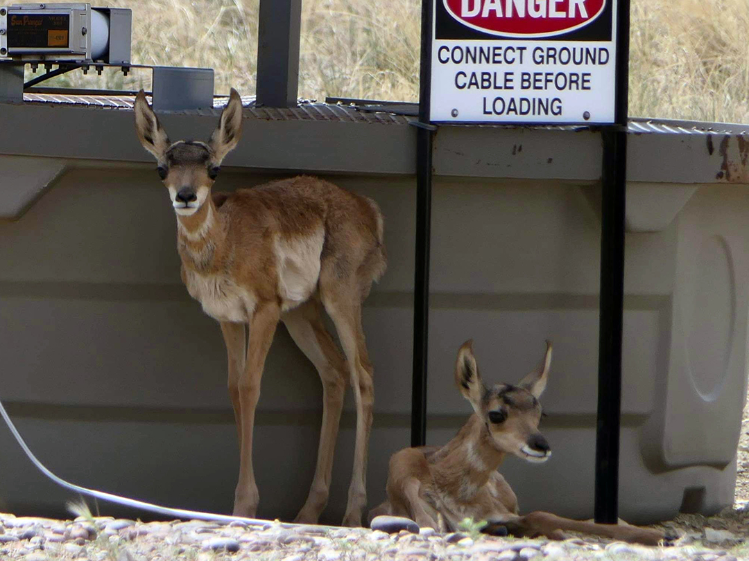 Pronghorn fawns enjoying the shade of a large natural gas processing vessel