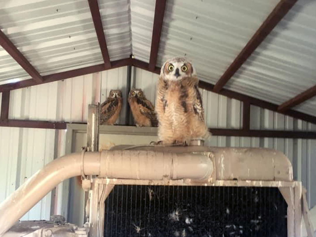 Young Owlets preparing to leave their nest inside an oilfield compressor building