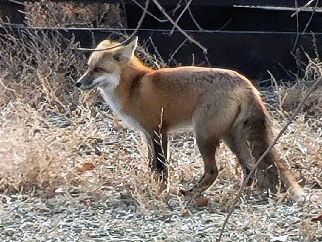 Red Fox hunting for his dinner among oilfield equipment