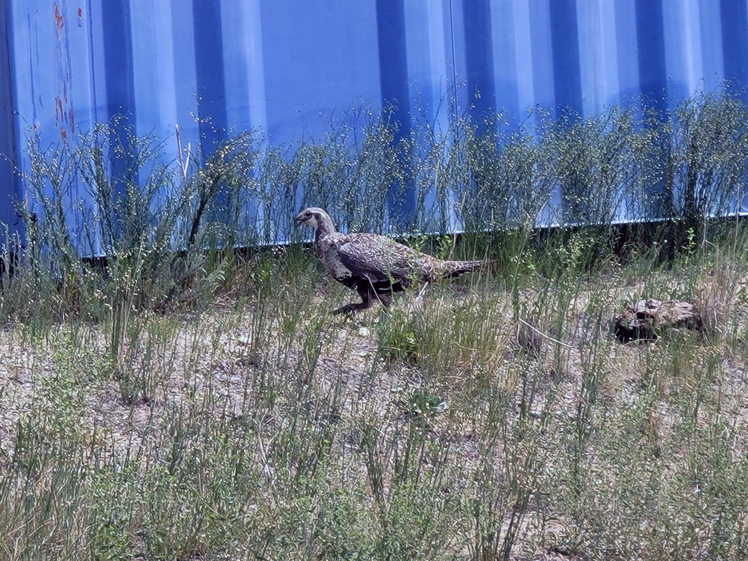 Sage grouse hen seeking shelter and shade among oilfield frac tanks