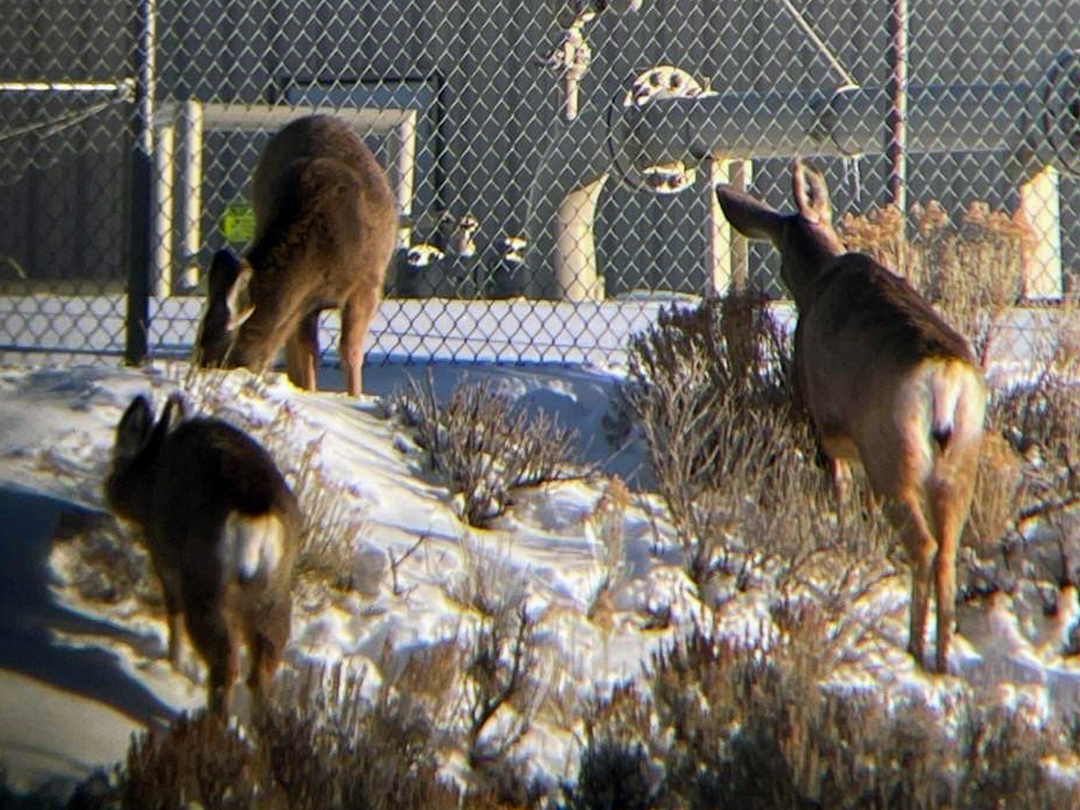 Wintering Mule deer feeding near an oilfield compressor station