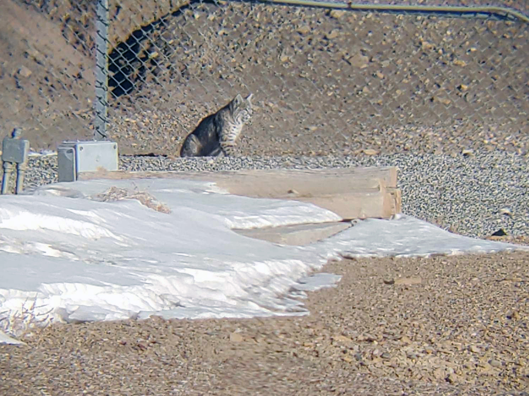 Series of photos of a Large Bobcat hunting rabbits and rodents in an oilfield pipe storage yard