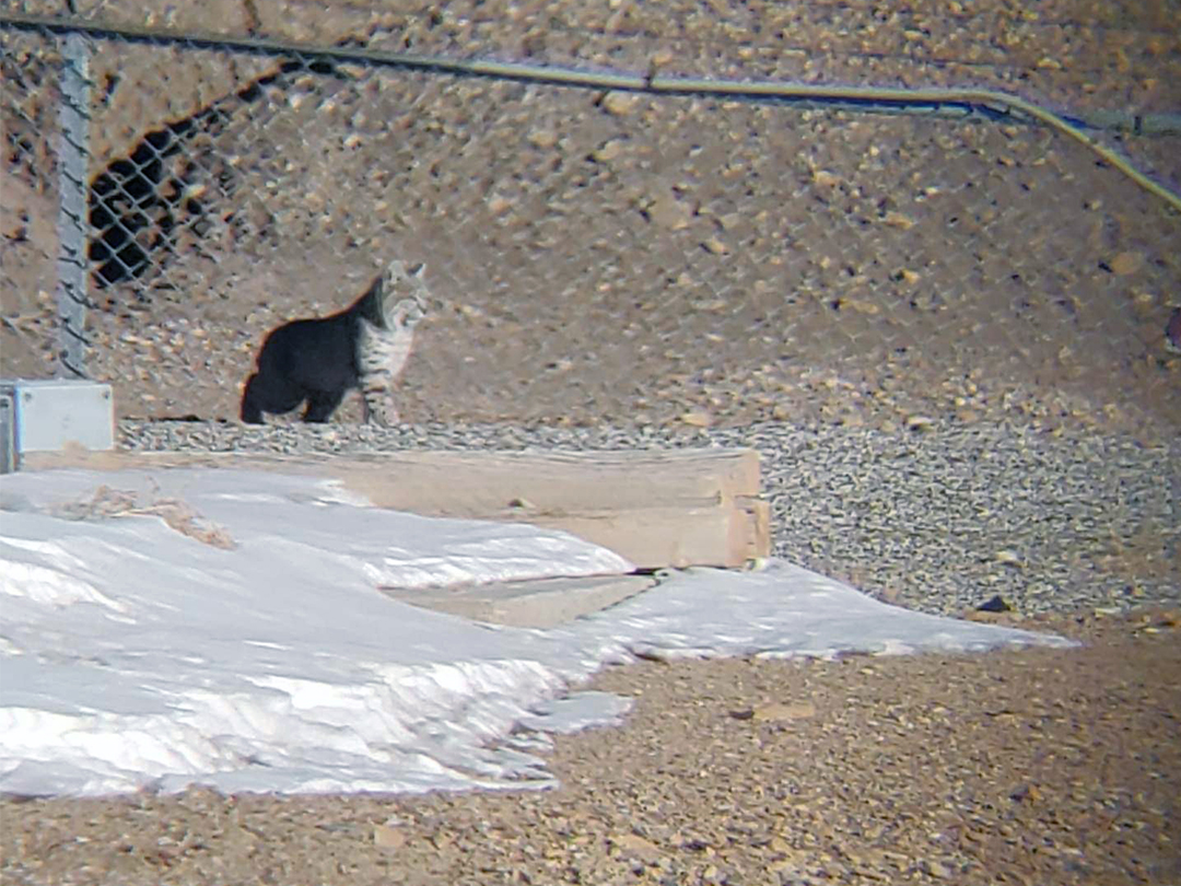 Series of photos of a Large Bobcat hunting rabbits and rodents in an oilfield pipe storage yard