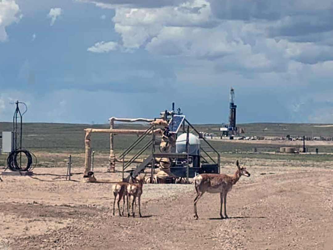 Pronghorn Doe and her twin fawns passing through a natural gas wellsite