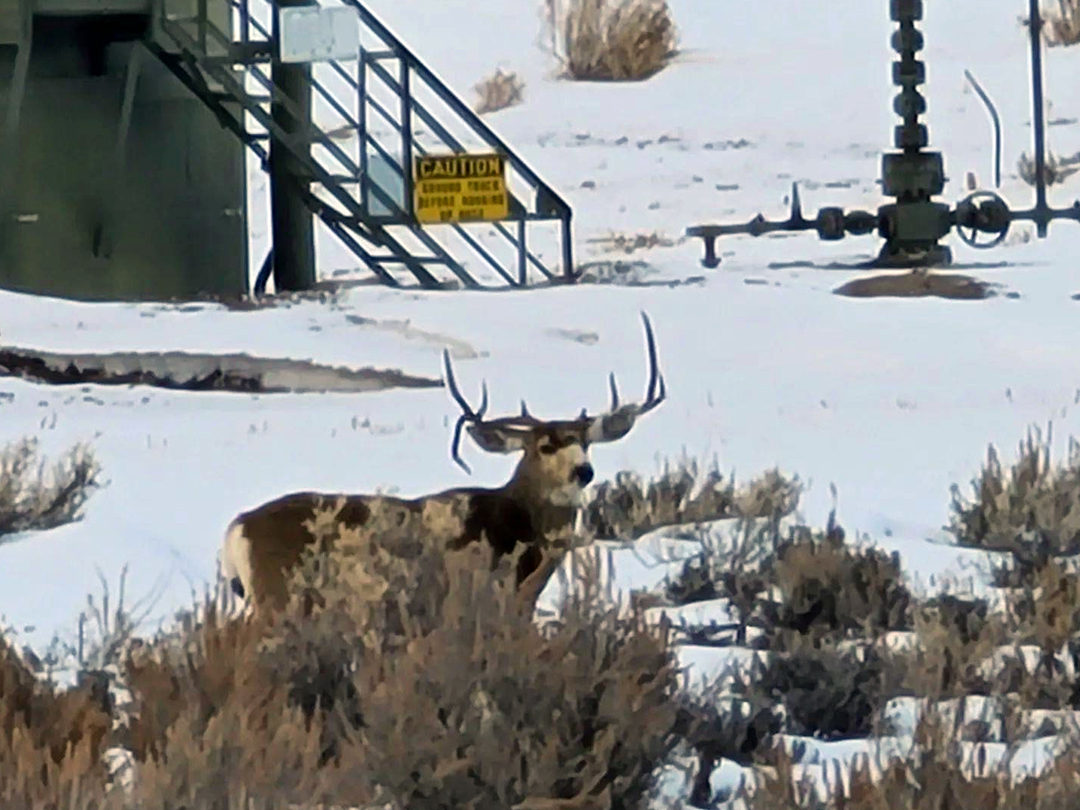 Mule deer buck on the winter range feeding among natural gas wells