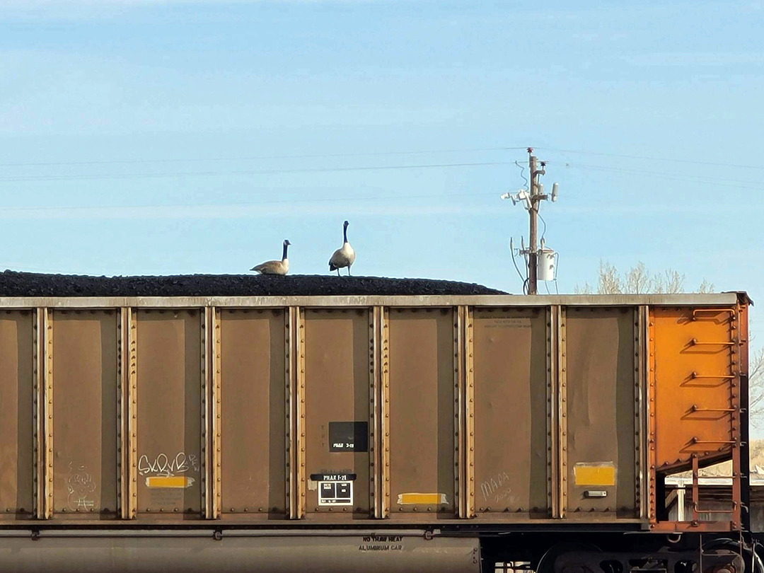 Canada Geese hitching a ride on a railcar loaded with coal