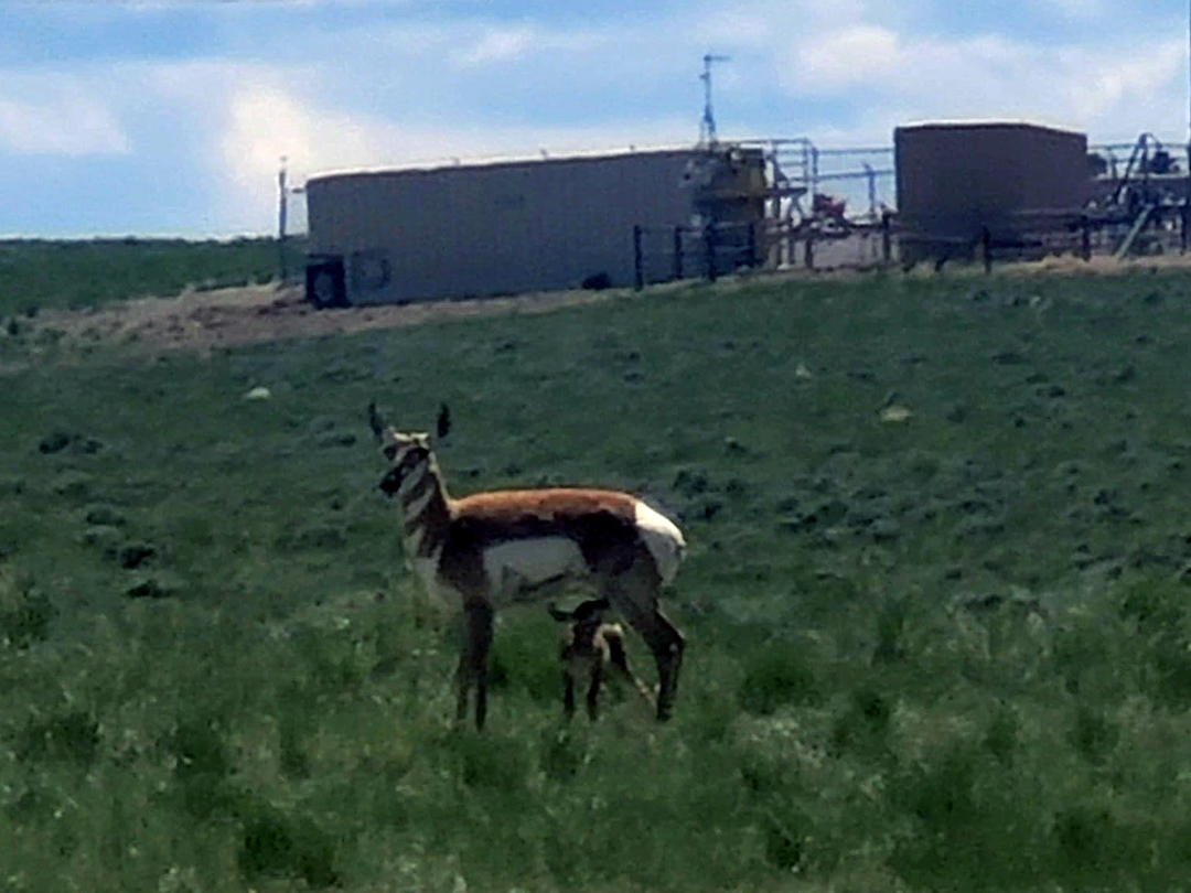 Pronghorn Doe nursing her young in the oilfield
