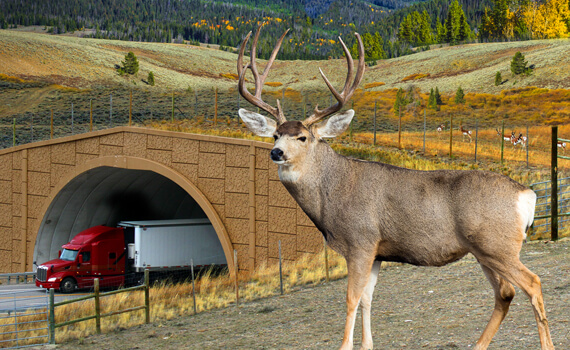 Wildlife Crossing Support and Funding