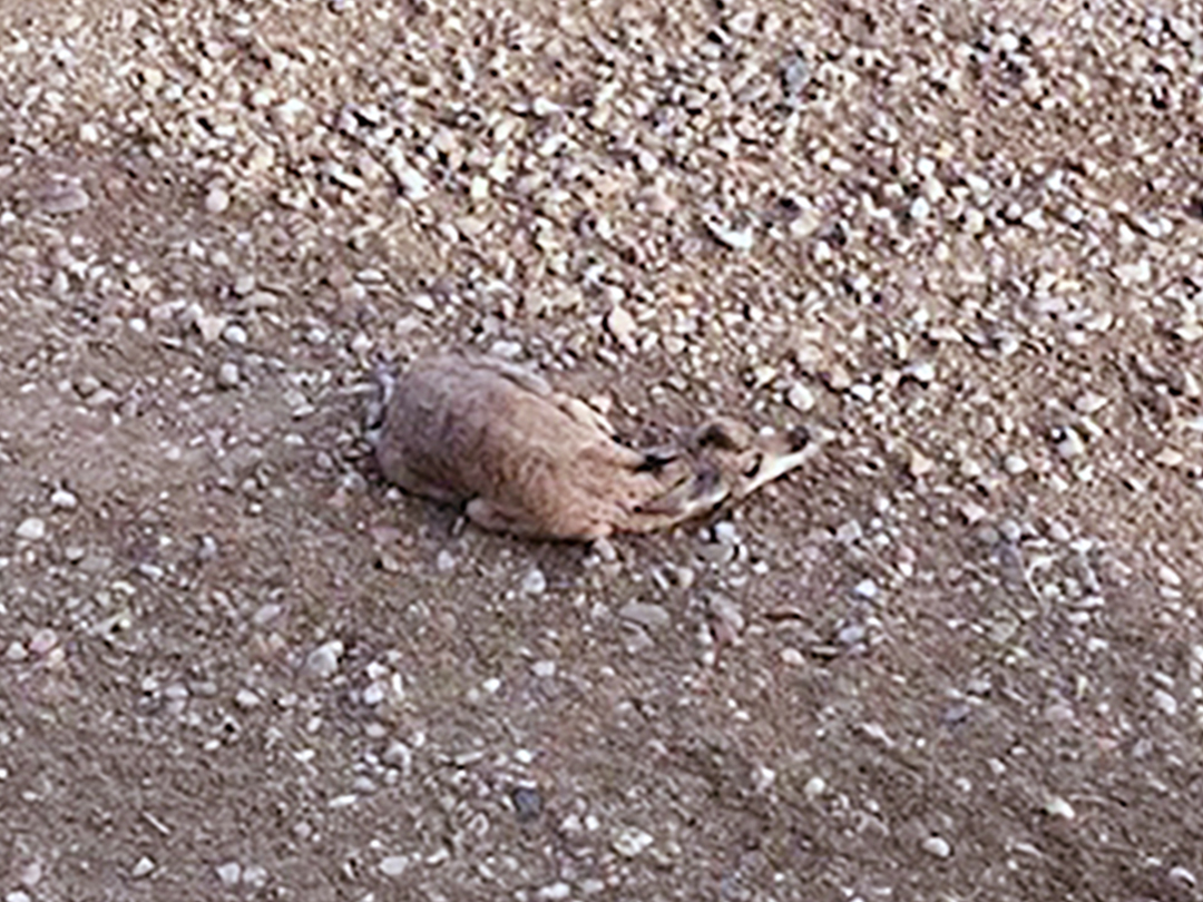 Pronghorn fawn hiding on a wellsite pad, its mother knew well that it blended in perfectly