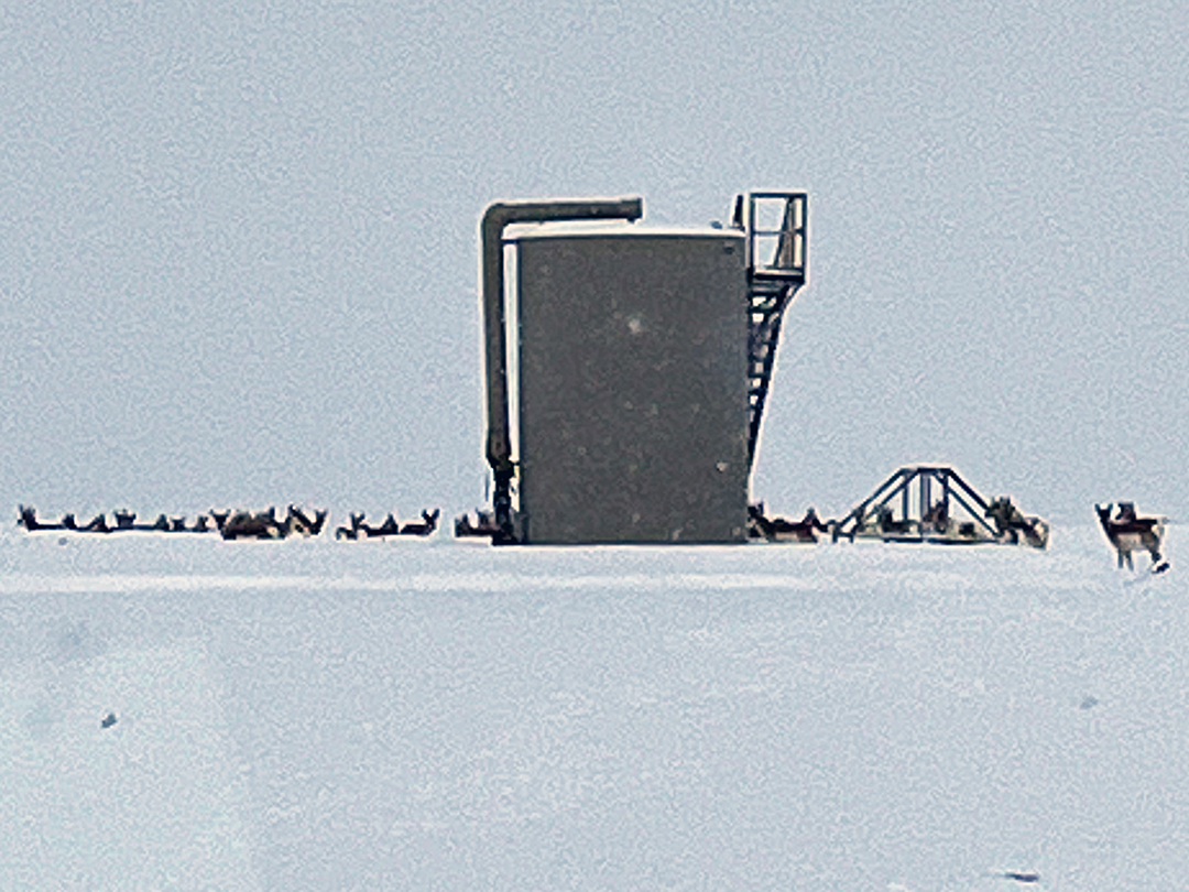 Wintering Pronghorn among natural gas wells