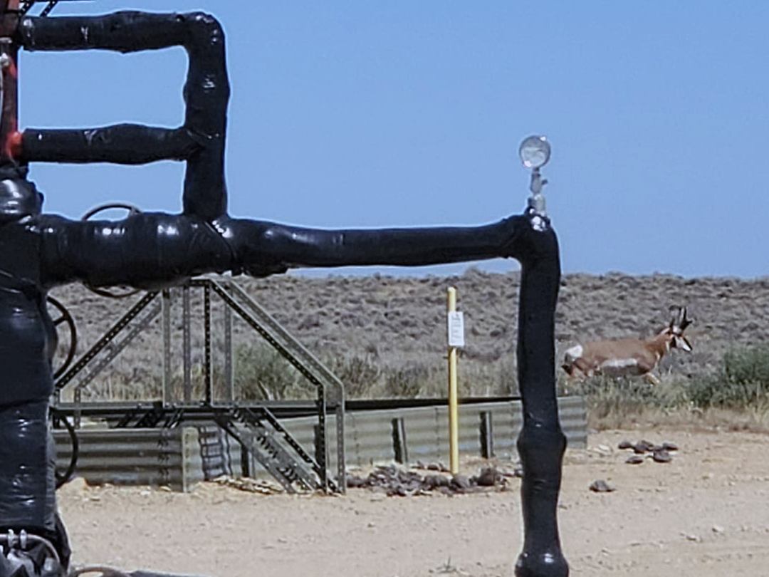 Pronghorn buck leaving his shady resting area next to the production tank to go feed