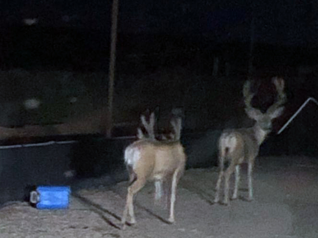 Two Mule deer bucks passing through a producing oil well site