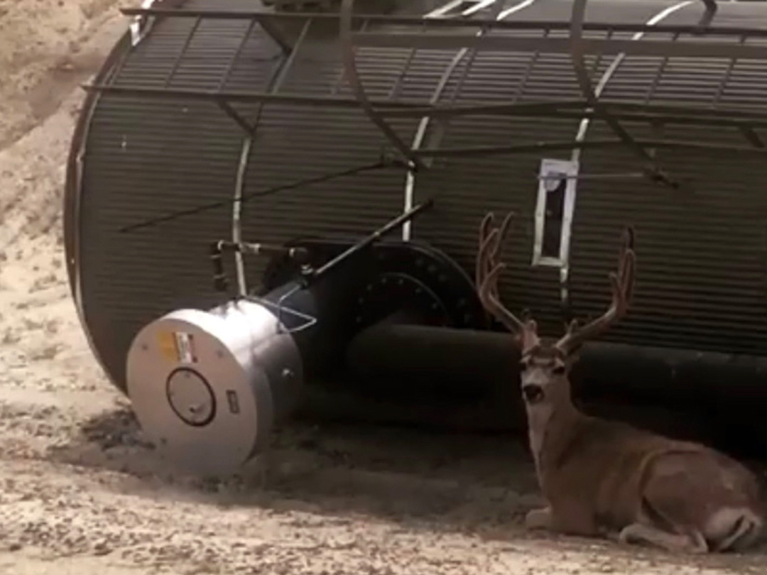 Mature Mule deer buck enjoying the shade of a production vessel