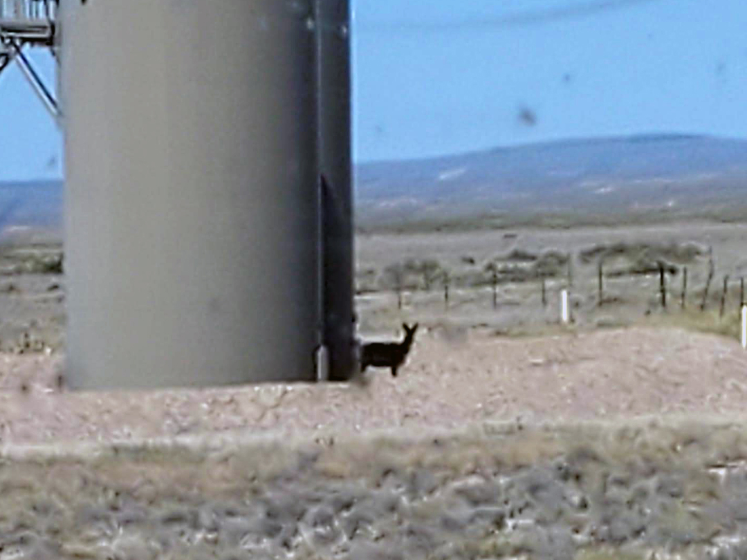 Pronghorn Doe getting ready to bed down in the shade of an oil storage tank