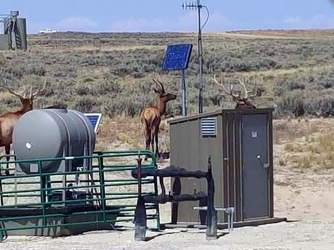 These three young bull Elk living among the natural gas fields