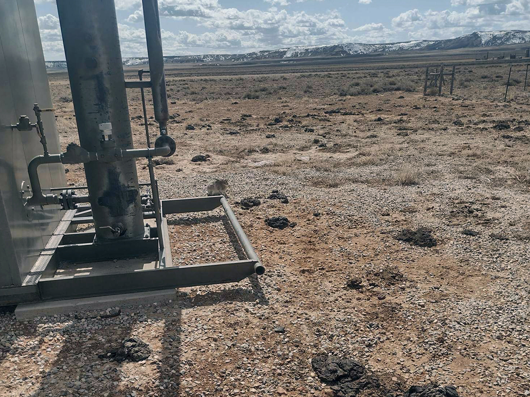 White-tailed Jackrabbits seek shelter and warmth around producing natural gas processing equipment