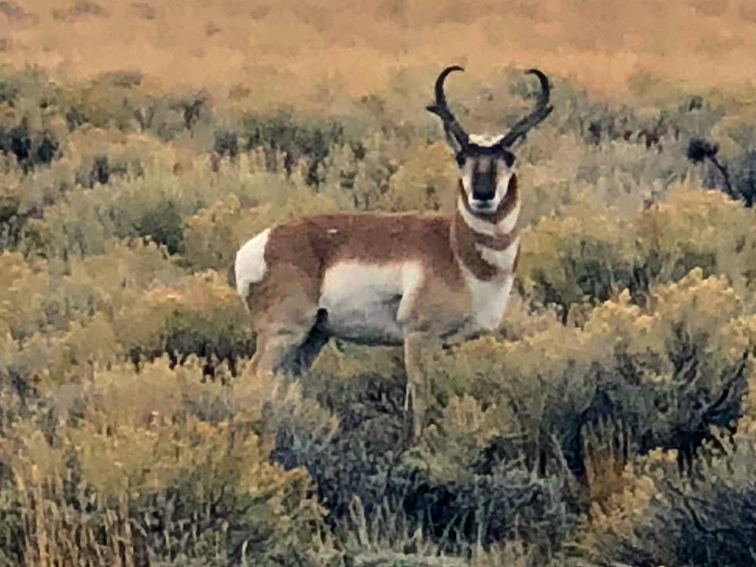  Pronghorn buck feeding near an oilfield storage yard