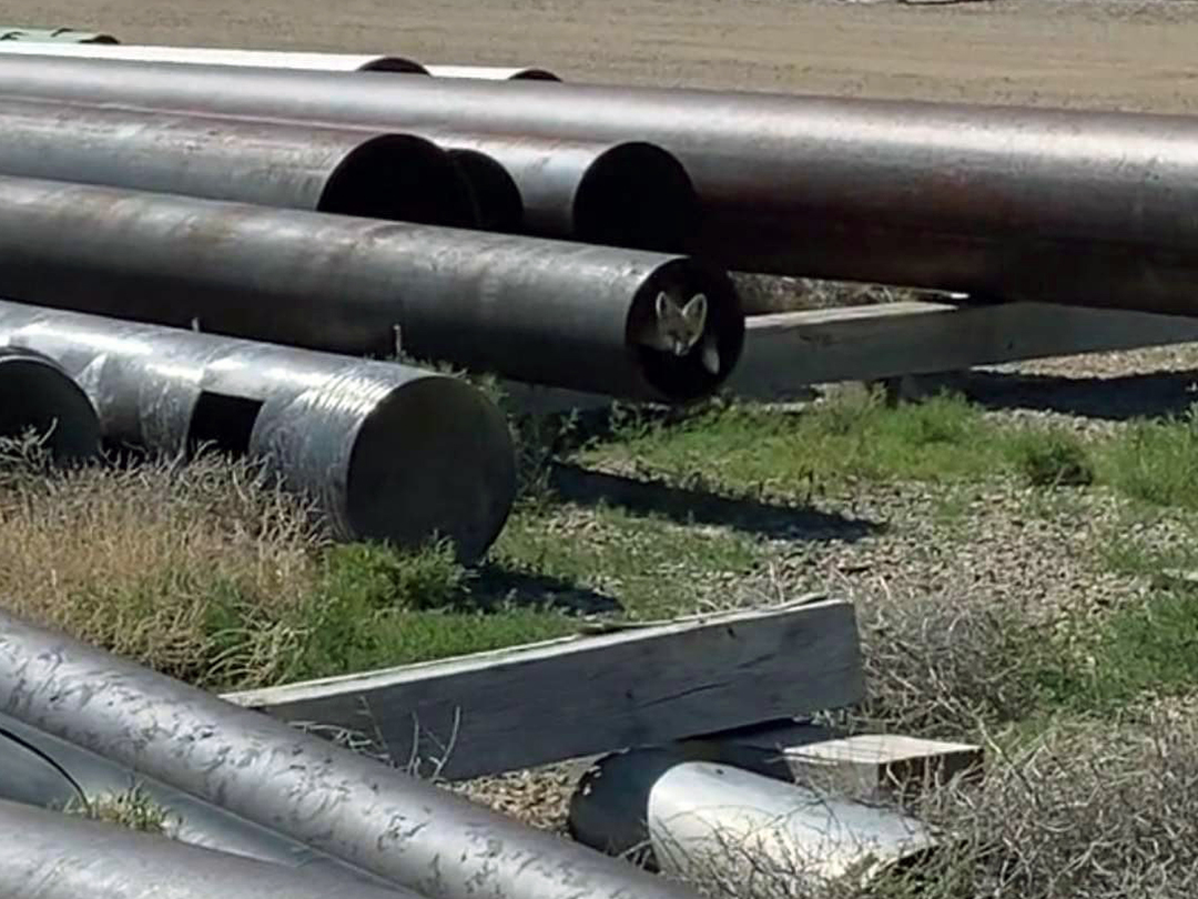 Red Fox pup finding a home and shelter in an oilfield pipe yard