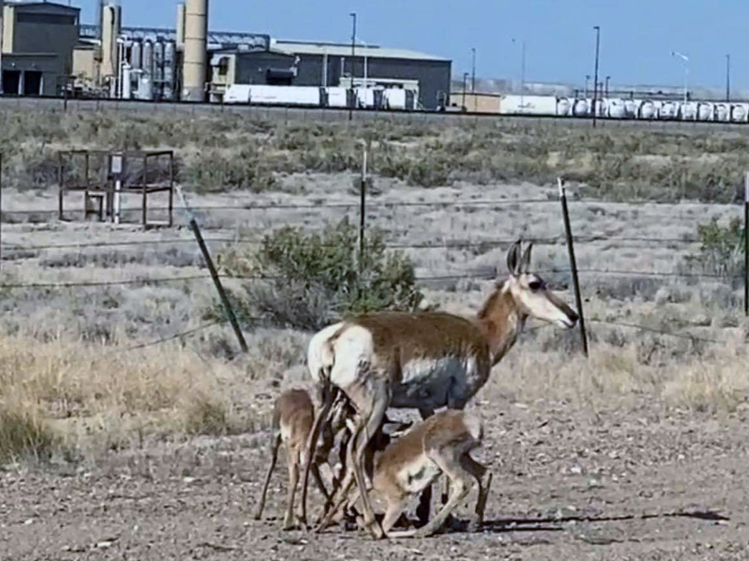 Pronghorn Doe nursing her twins near a compressor station