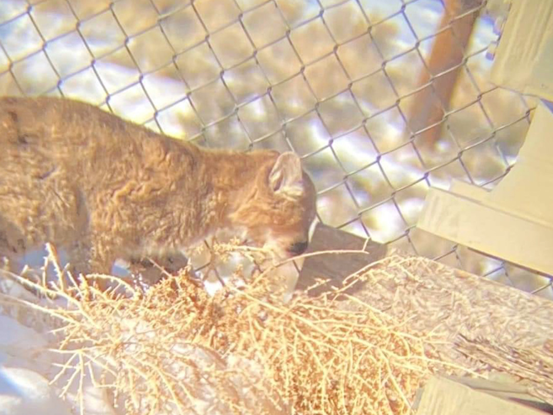 Mt Lion cubs find safety and food in an oilfield equipment storage yard