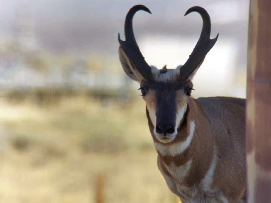 Pronghorn buck playing peek-a-boo with an oilfield worker