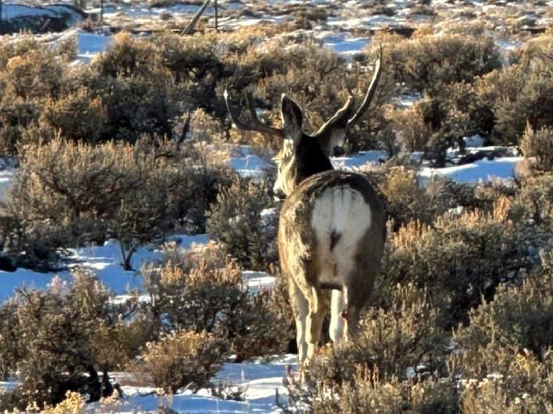 Mule deer buck wintering in the “oilpatch” as it is commonly called